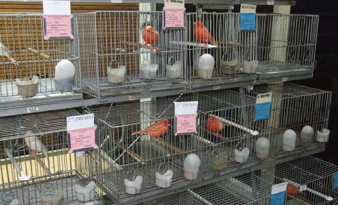 Desde hoy y hasta el domingo se realizará la 24° Exposición de Canarios de Color y Forma