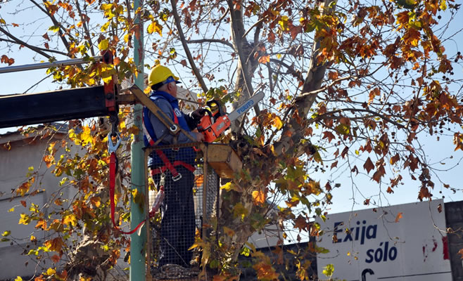 Servicios Públicos comenzó el Plan de Poda en la zona céntrica