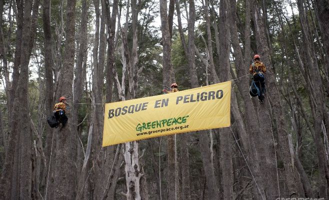 Defendiendo los bosques patagónicos