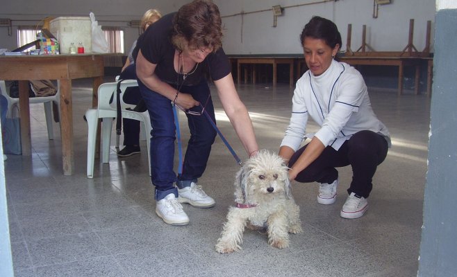 Bromatología y Zoonosis desarrollará una nueva campaña de castración y vacunación de mascotas en barrio Del Pino