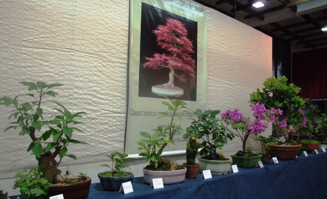 “Campana Ciudad del Bonsai” expuso en el Salón Ronald Nash
