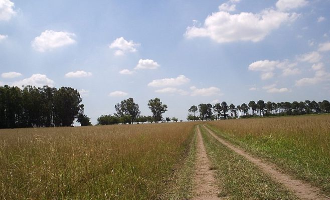 Robo en un campo en las cercanías de Monsanto