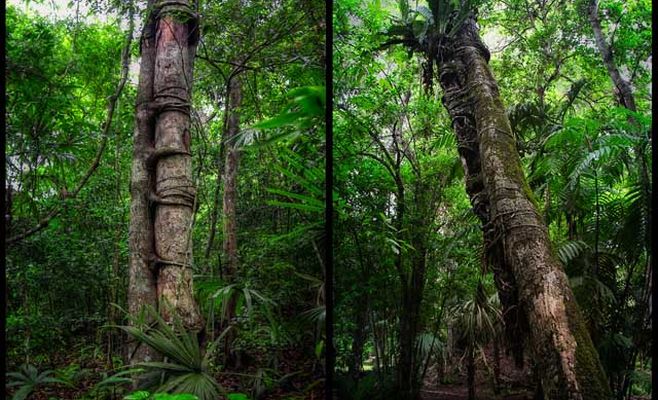 Guatemala selva