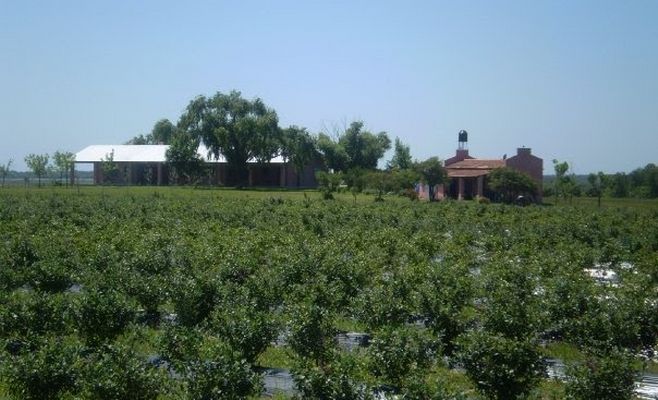 Plantación de arándanos