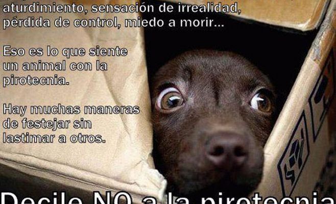La Sociedad Protectora de Animales aconseja