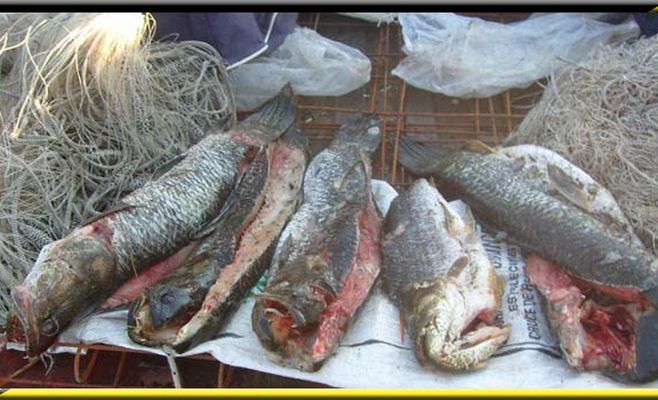 Pesca Fluvial o Minería Ictícola