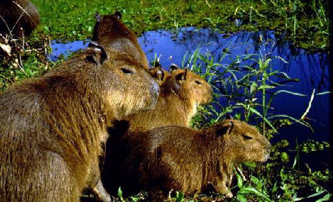 Nueva Reserva Natural en Campana