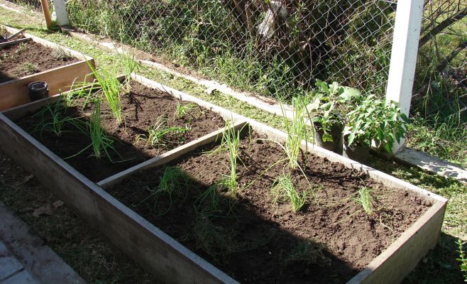 Planración de plantas aromáticas