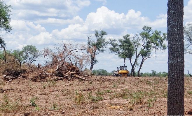 Denuncian en el Chaco: en el Impenetrable desmontan en zona Amarilla