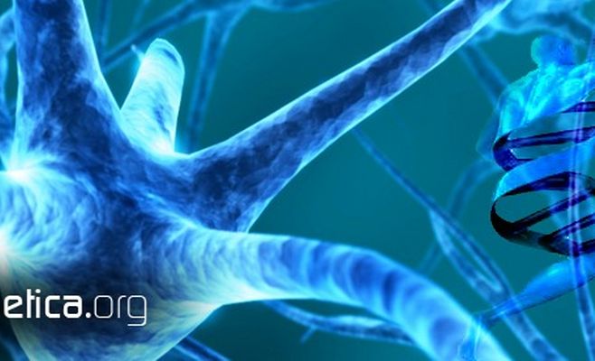 Epigénetica: cómo la alimentación altera nuestros genes