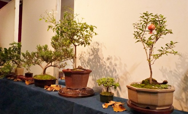 Ciudad Bonsai