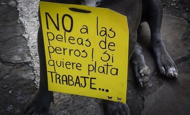 Pelea de perros