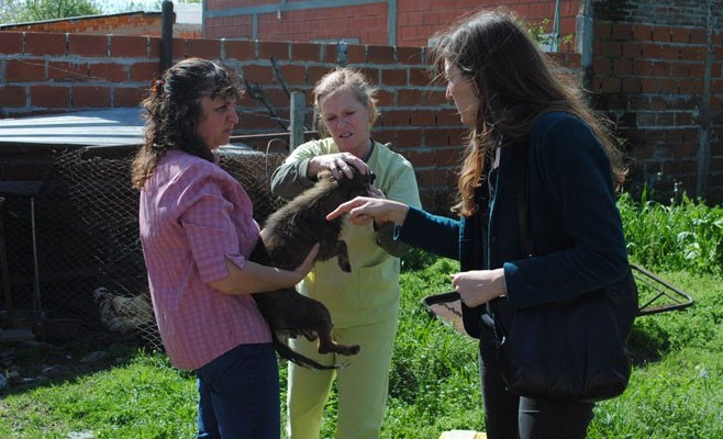 Animales