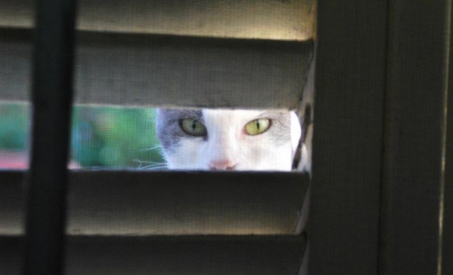 Gato Andaluz