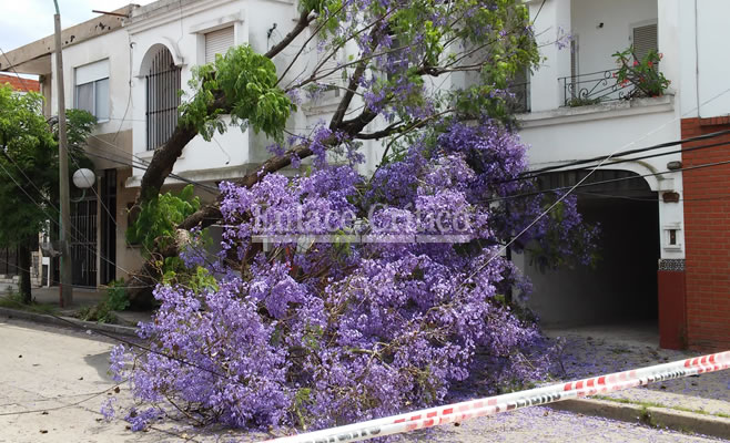Caida Arbol 3 de Febrero 2