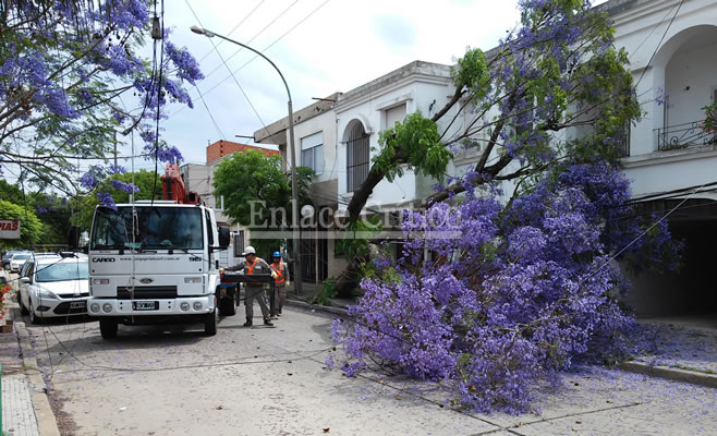 Caida Arbol 3 de Febrero
