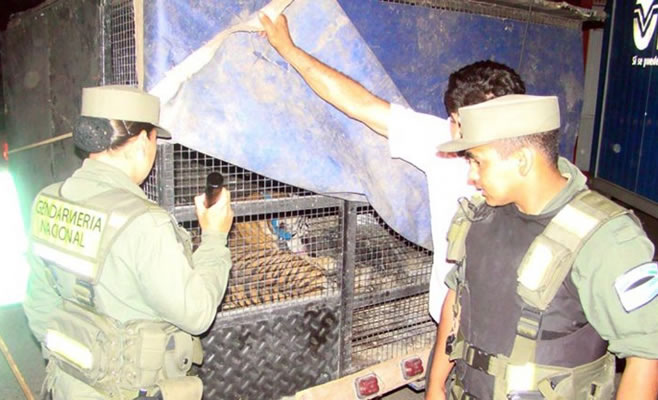 Tigres Gendarmeria