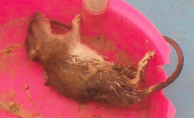 Denuncia Ratas 2