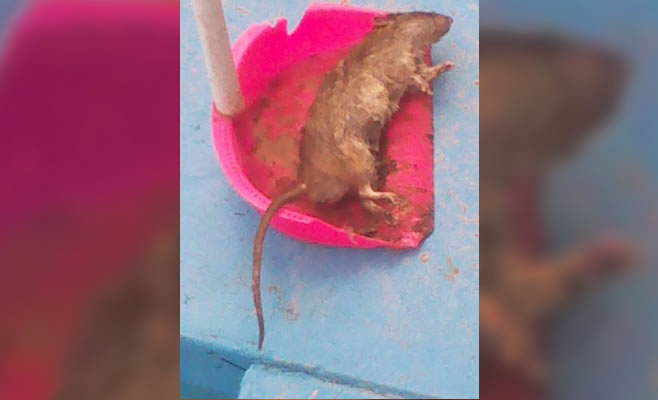 Denuncia Ratas 3