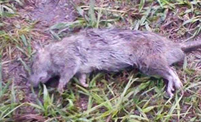 Denuncia Ratas 4
