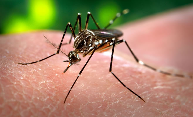 Dengue