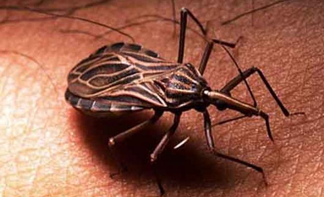 Mal de Chagas