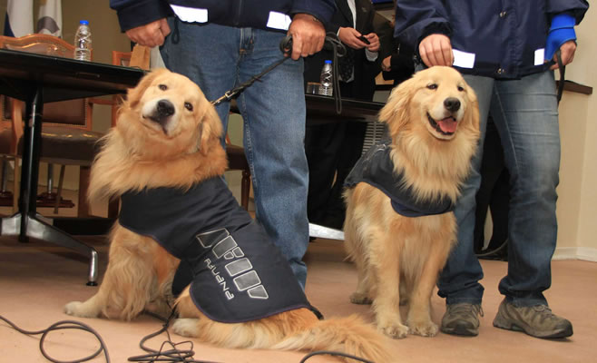 Perro AFIP