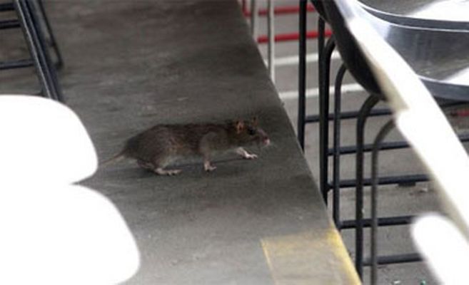 Ratas