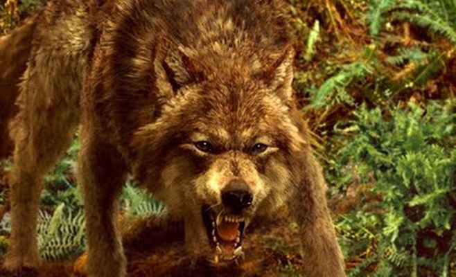 lobo