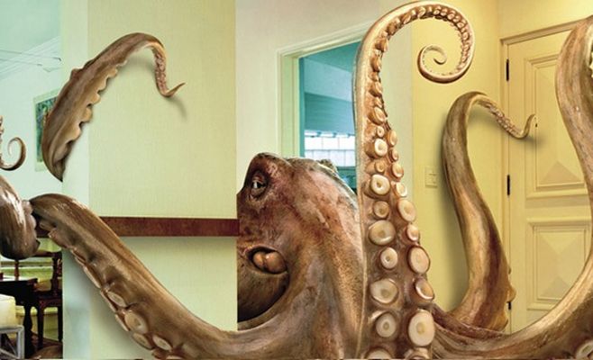 pulpo