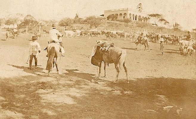 ARREO DE GANADO