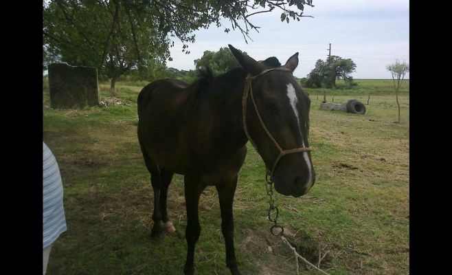 Caballo