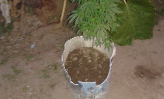 Marihuana