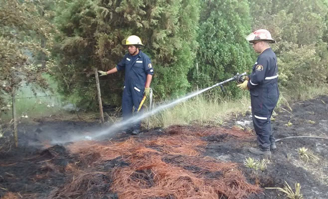 Incendio Pastizales Bomberos 193 3