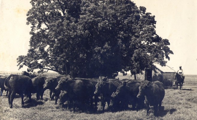 GANADO EN LOS CAMPOS DEL SMITHFIELD