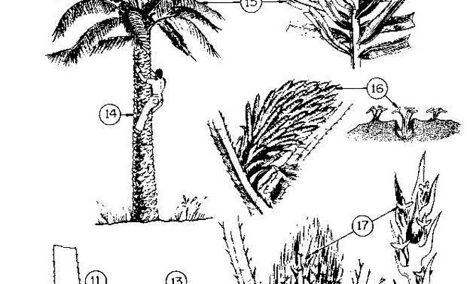 En la palmera