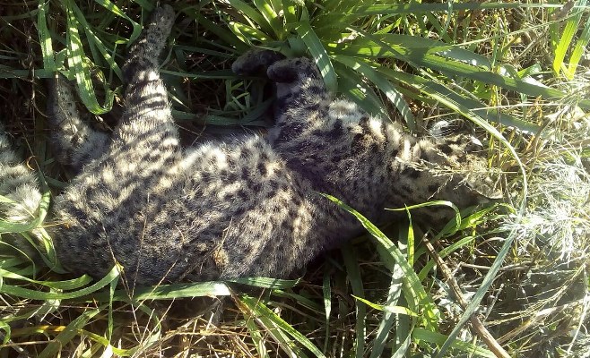 Gato Montés