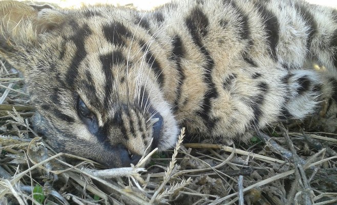 Gato Montes