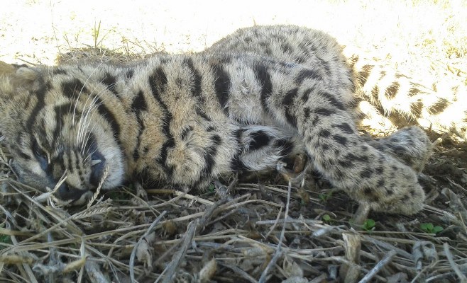 Gato Montes