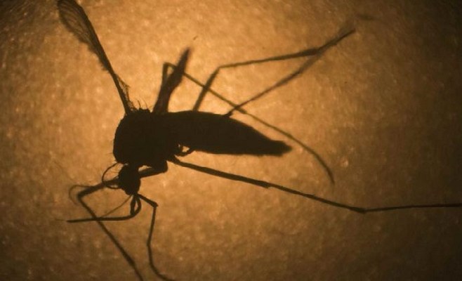 Mosquito 
