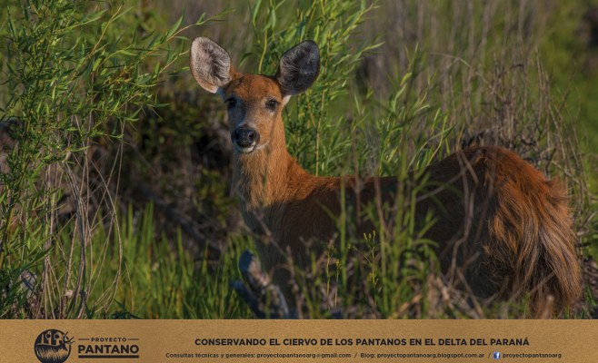 Proyecto Pantano