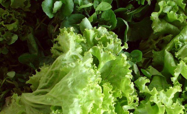 lechuga