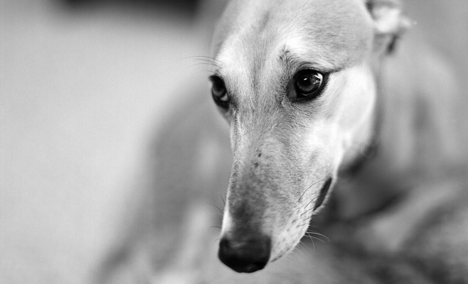 galgos