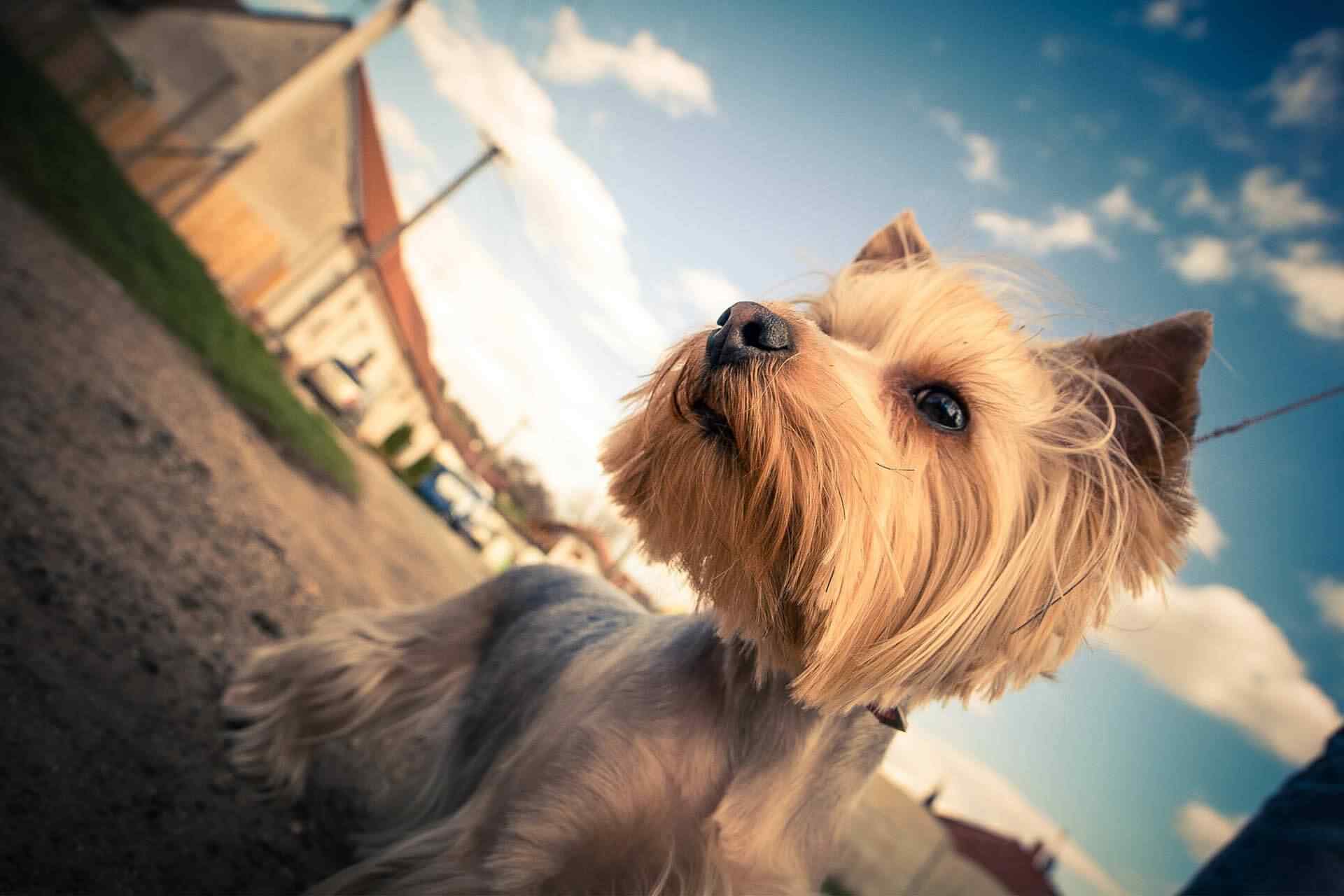 Lulu - A Therapy Dog, Comforts Grieving Families