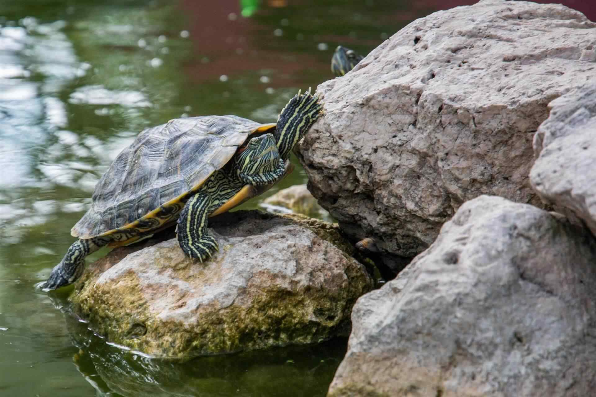 Exotic Animal Care In San Francisco - Tourtois Needs
