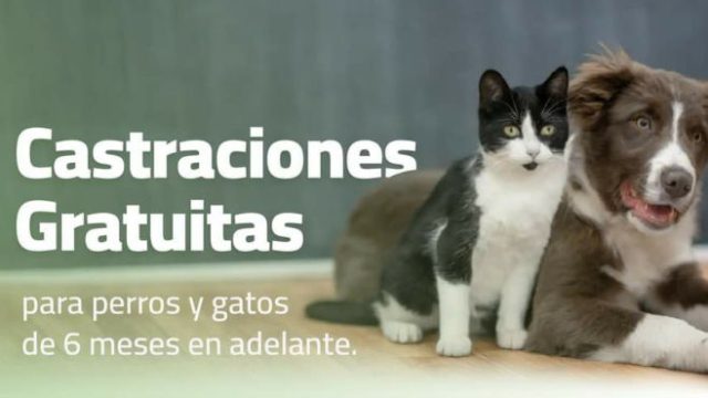 Castraciones gratuitas en Zárate