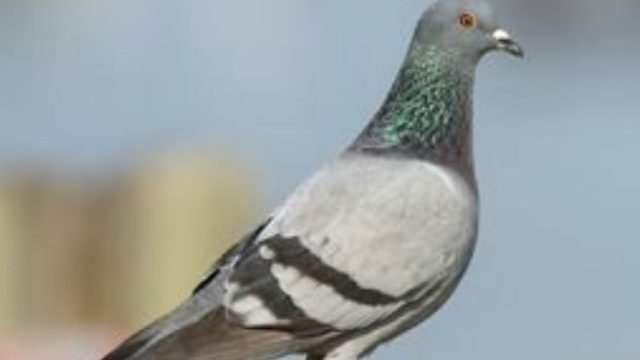 “SE EQUIVOCÓ LA PALOMA” por Guillermo Rivelis