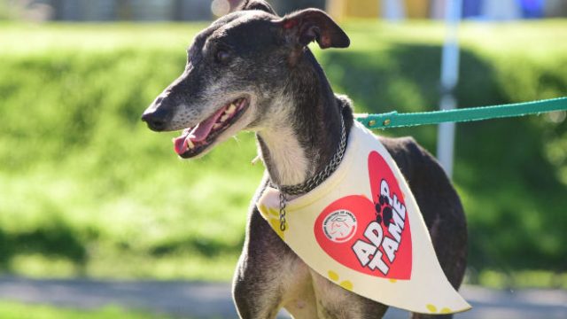 "CONSTRUYENDO EMPATIA: Zárate contra el maltrato animal" por Luz Rosatte