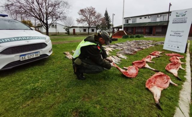 Operativo de Gendarmería con decomiso de fauna y cigarrillos en Ruta 12 en Zárate