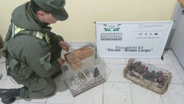 Zárate: rescataron aves silvestres que eran trasladadas enjauladas
